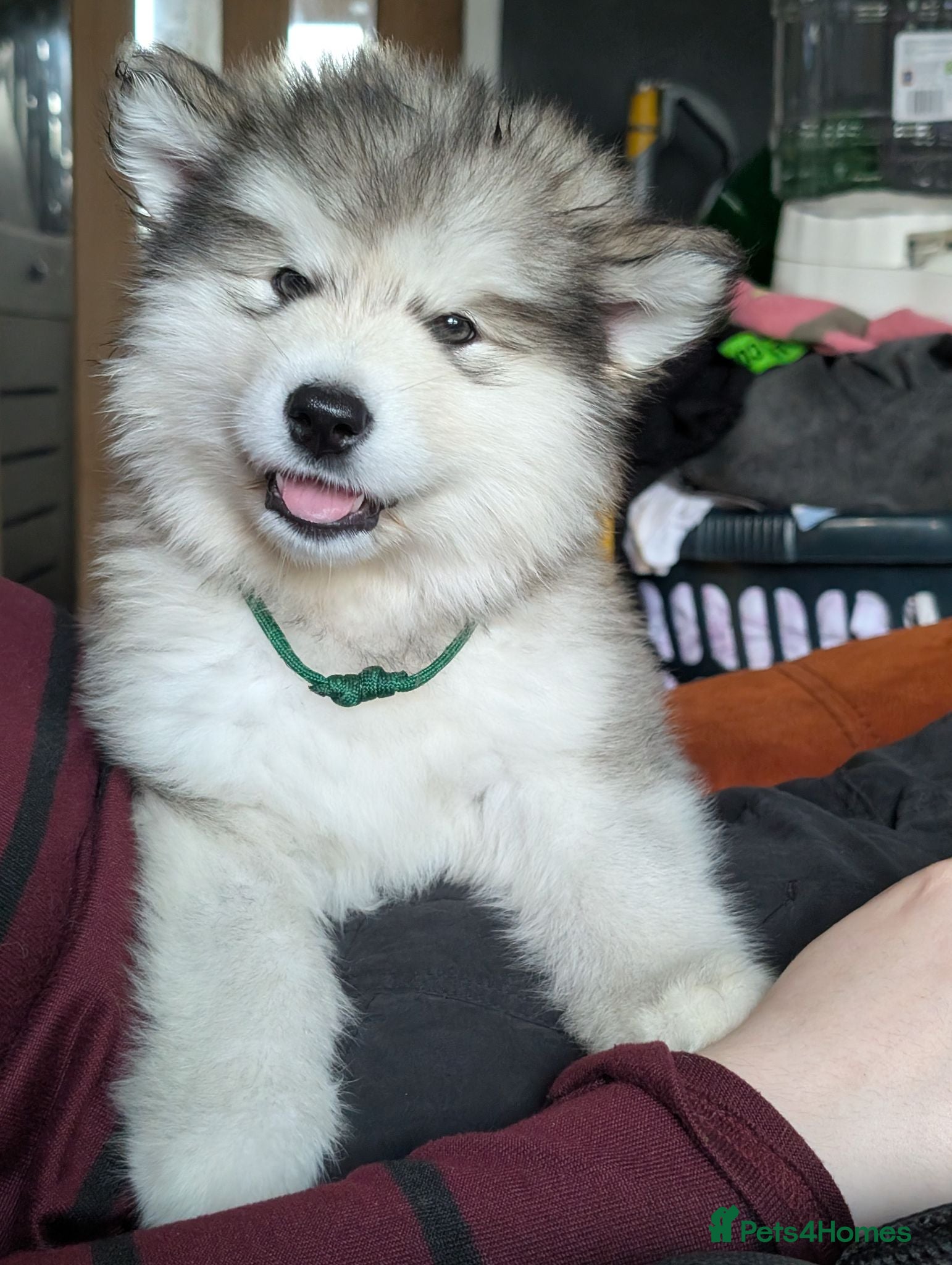 Alaskan Malamute dogs 3 Kc Reg Alaskan Malamute puppies  - Advert 3