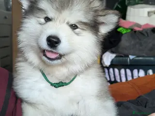 Alaskan Malamute dogs 3 Kc Reg Alaskan Malamute puppies - Advert 3