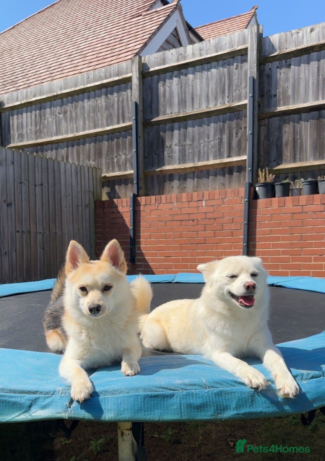 Pomsky dogs for sale: Vergil - Image 7