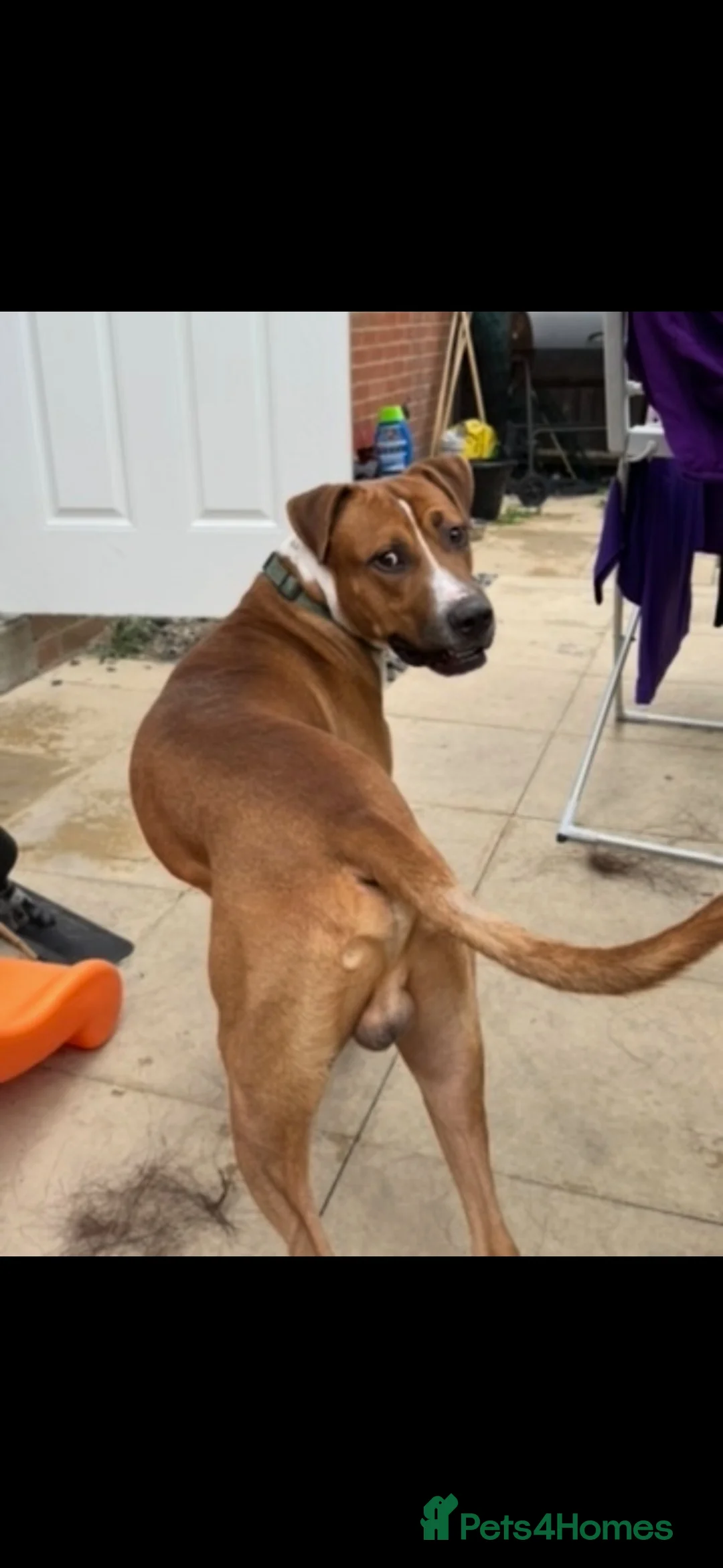 American Bull Staffy dogs for sale: Stuffy/ American bulldog  in Felixstowe - Advert 2