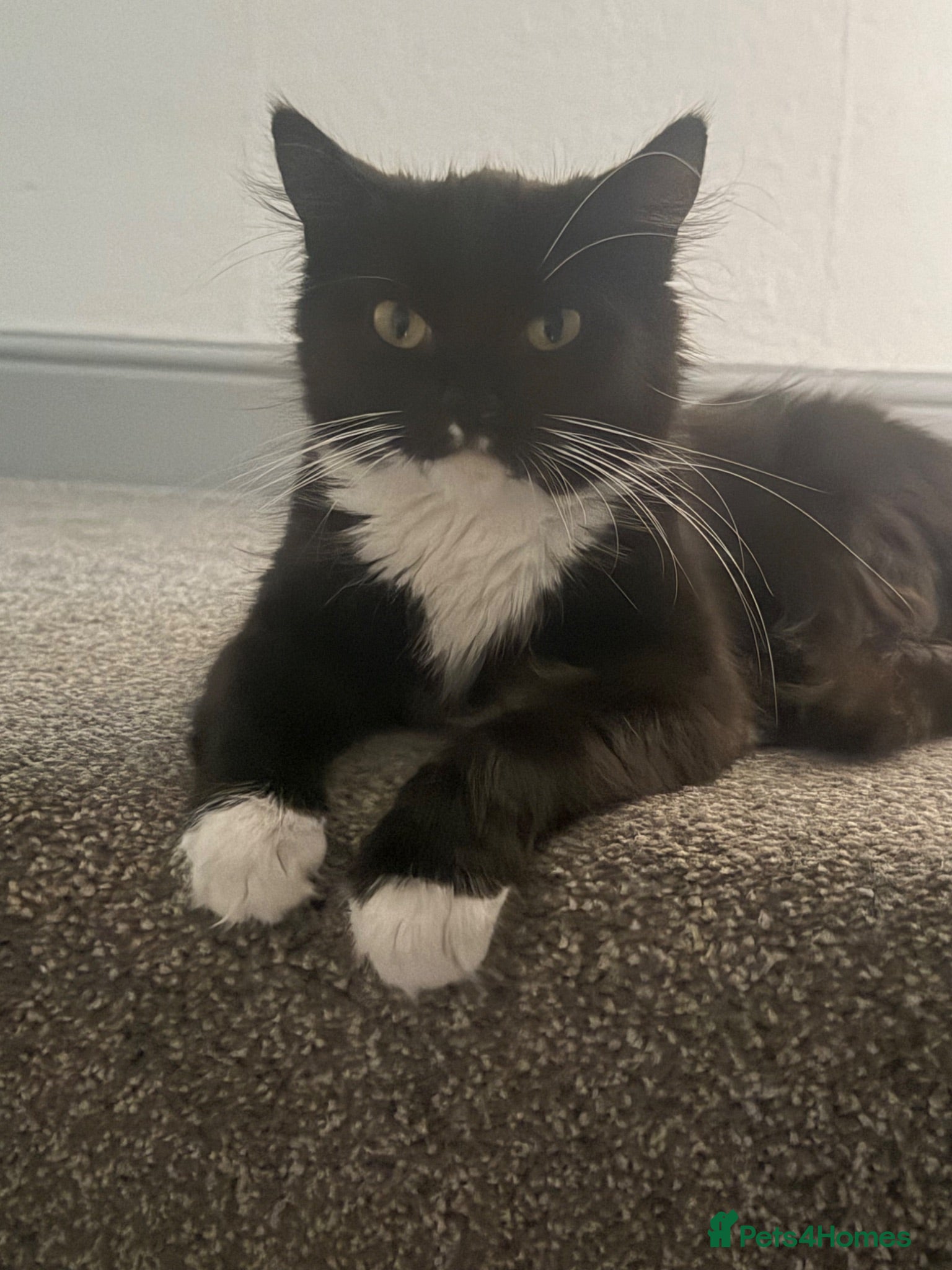 Mixed Breed cats Two cats for rehome  - Advert 4