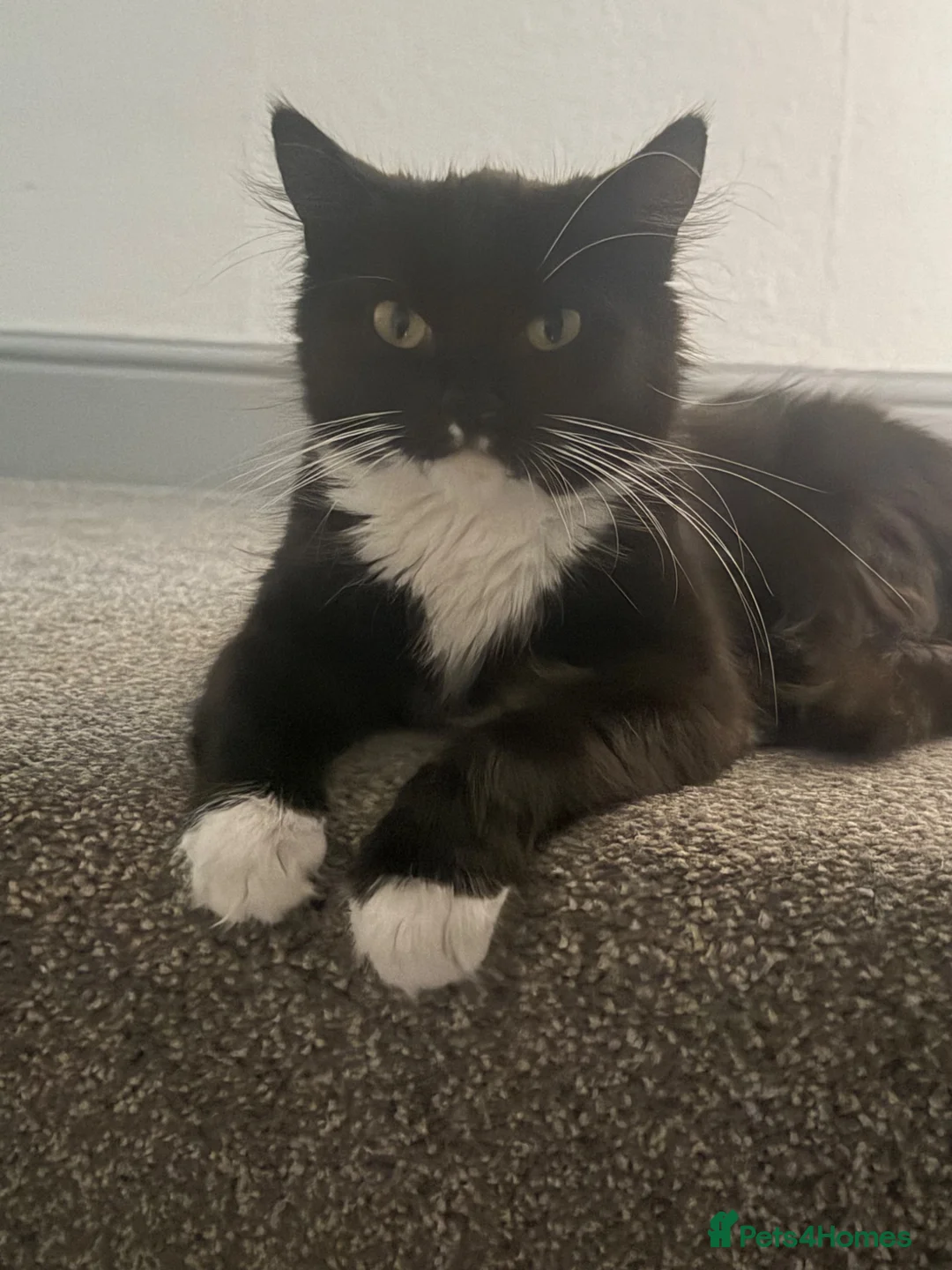 Mixed Breed cats for sale: Two cats for rehome  - Advert 1
