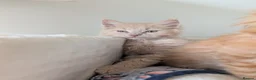 Maine Coon cats for sale: Stunning Tica pedigree boy kitten.  - Advert 20