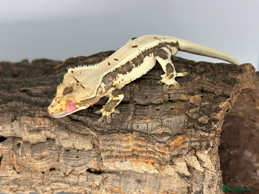 Gecko reptiles for sale: Adult male Lilly white crested gecko cb24 - Advert 2