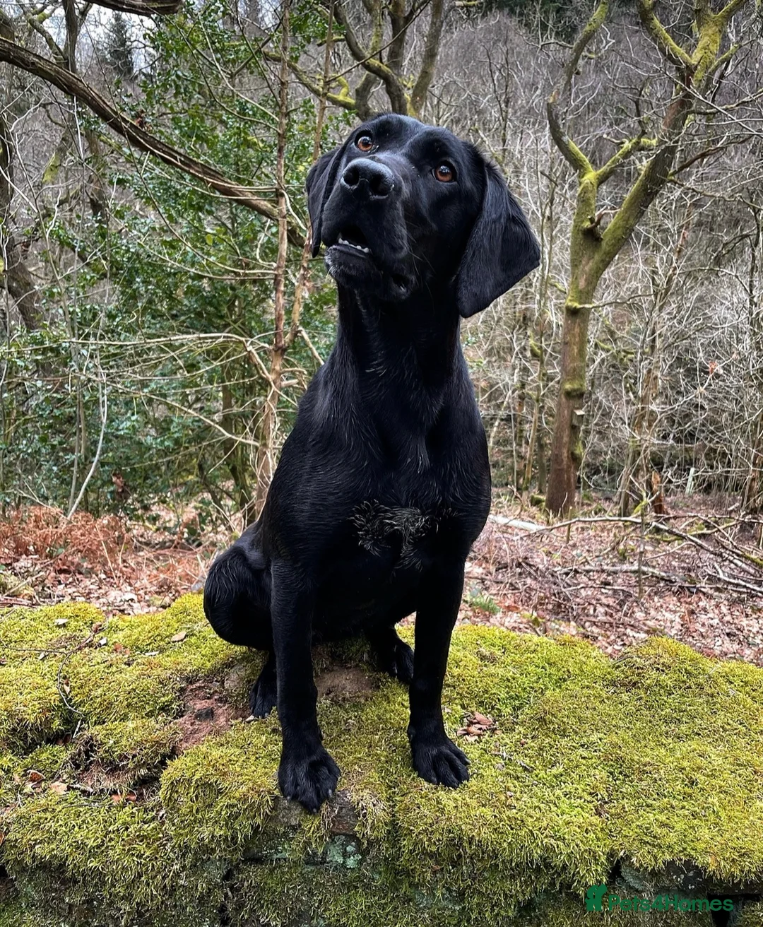 Mixed Breed dogs for sale: 1/4 Labrador 3/4 German Shorthaired Pointer Pups.  - Advert 2