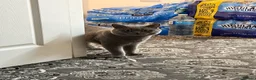 British Shorthair cats for sale: British shorthair male for sale 1 year 3 months ol - Advert 3