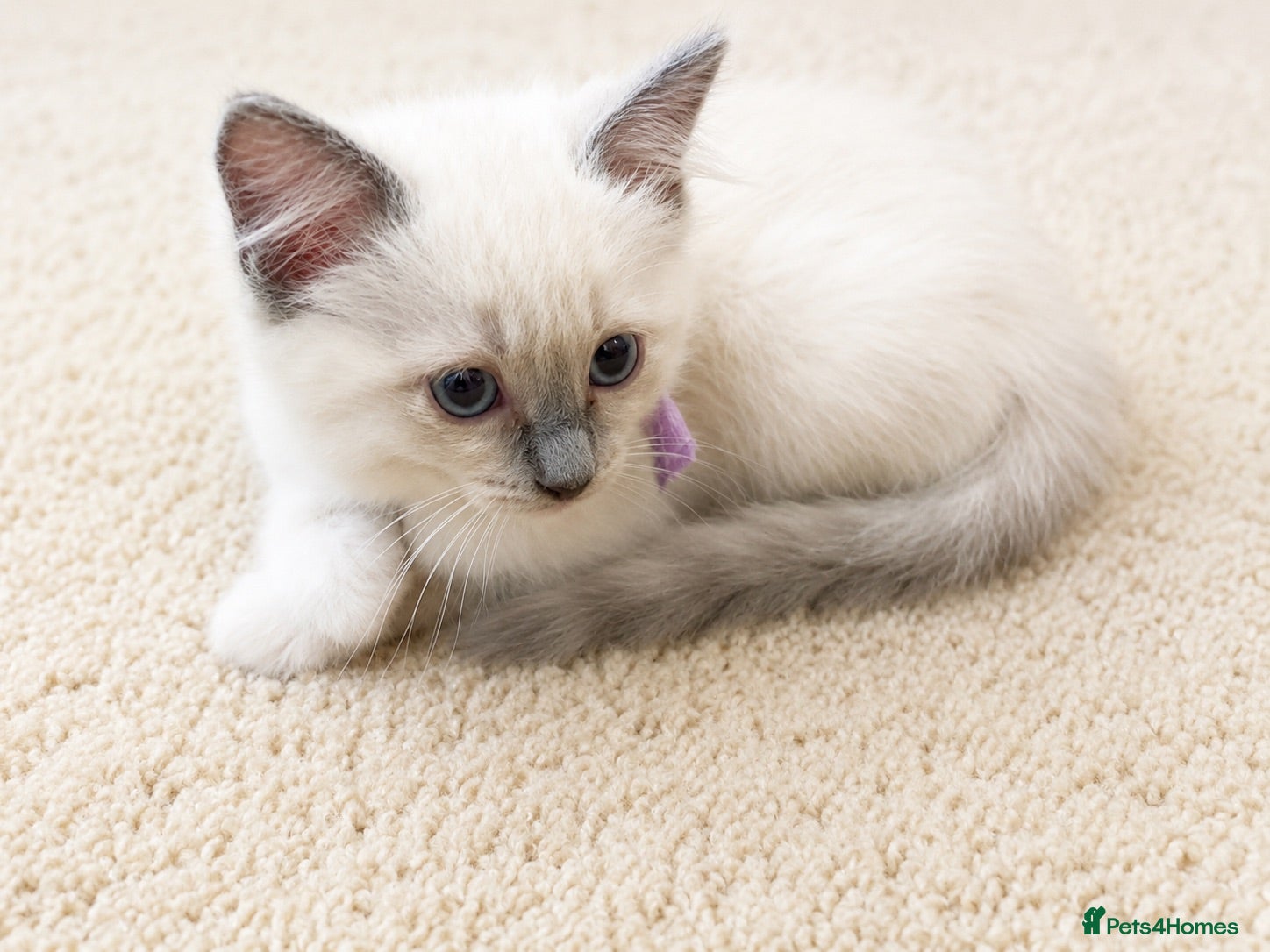 Ragdoll cats Beautiful blue pure ragdoll kittens - Advert 6