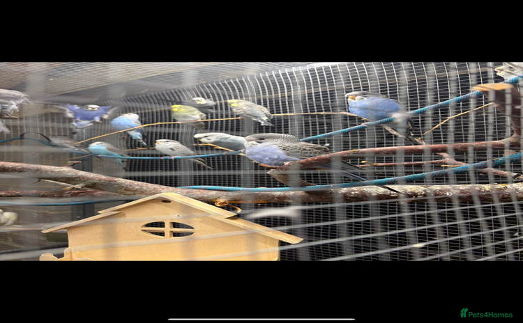 Budgerigars birds Baby budgies  - Advert 1