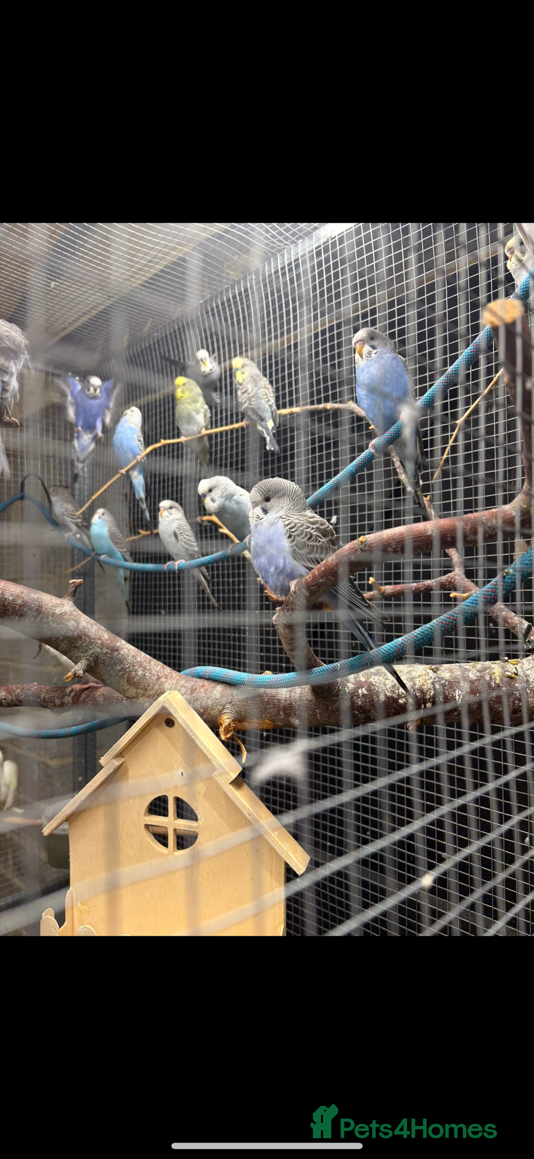 Budgerigars birds for sale: Baby budgies  - Advert 1