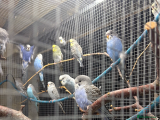 Budgerigars birds Baby budgies - Advert 6