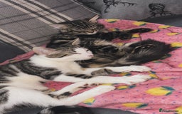 Domestic Shorthair cats for sale: kittens for sale❤️ - Image 9