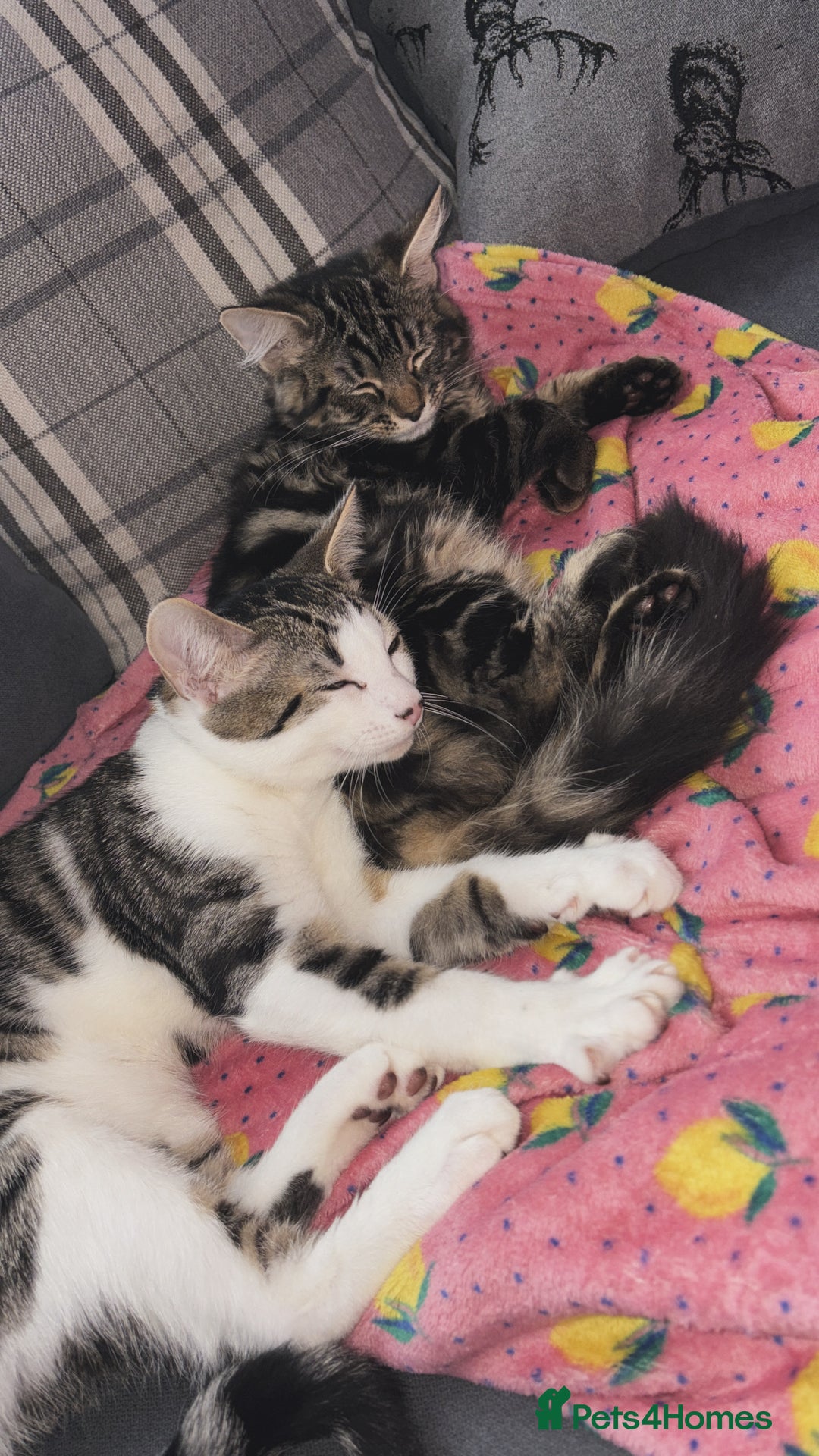 Domestic Shorthair cats for sale: kittens for sale❤️ - Image 9
