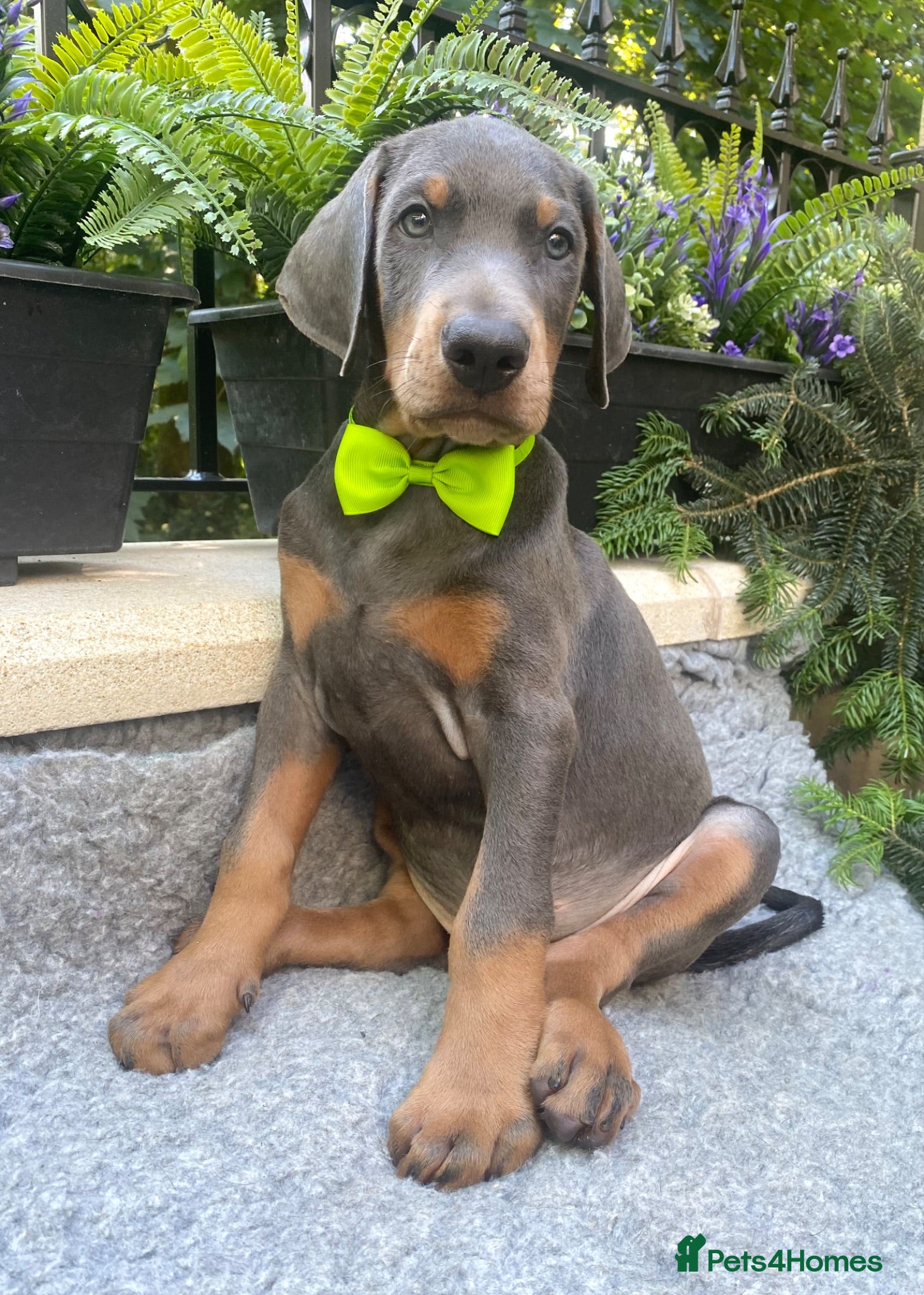 Dobermann dogs *KC REGISTERED* HEALTH TESTED DOBERMAN PUPPIES - Advert 2