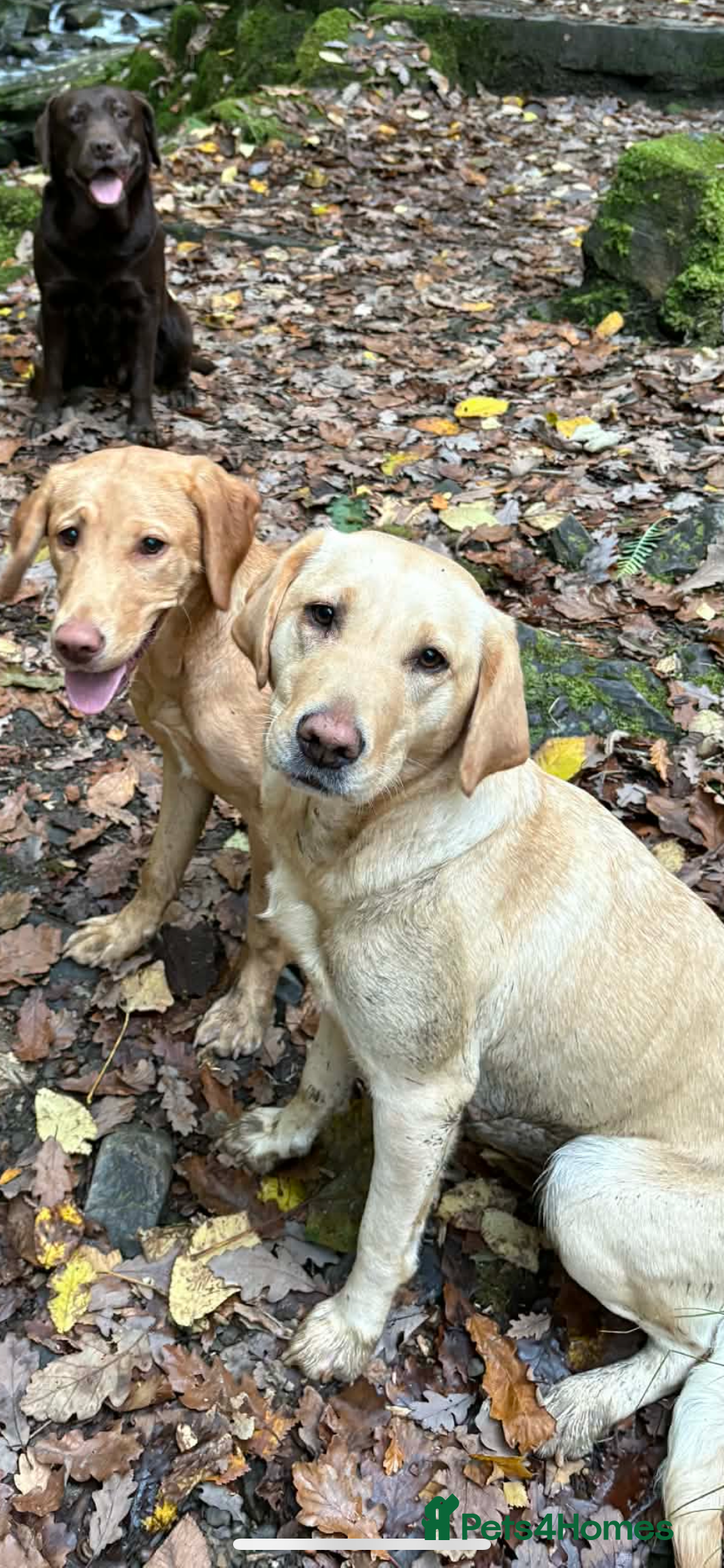 Labrador Retriever dogs Labrador puppies for sale  - Advert 1