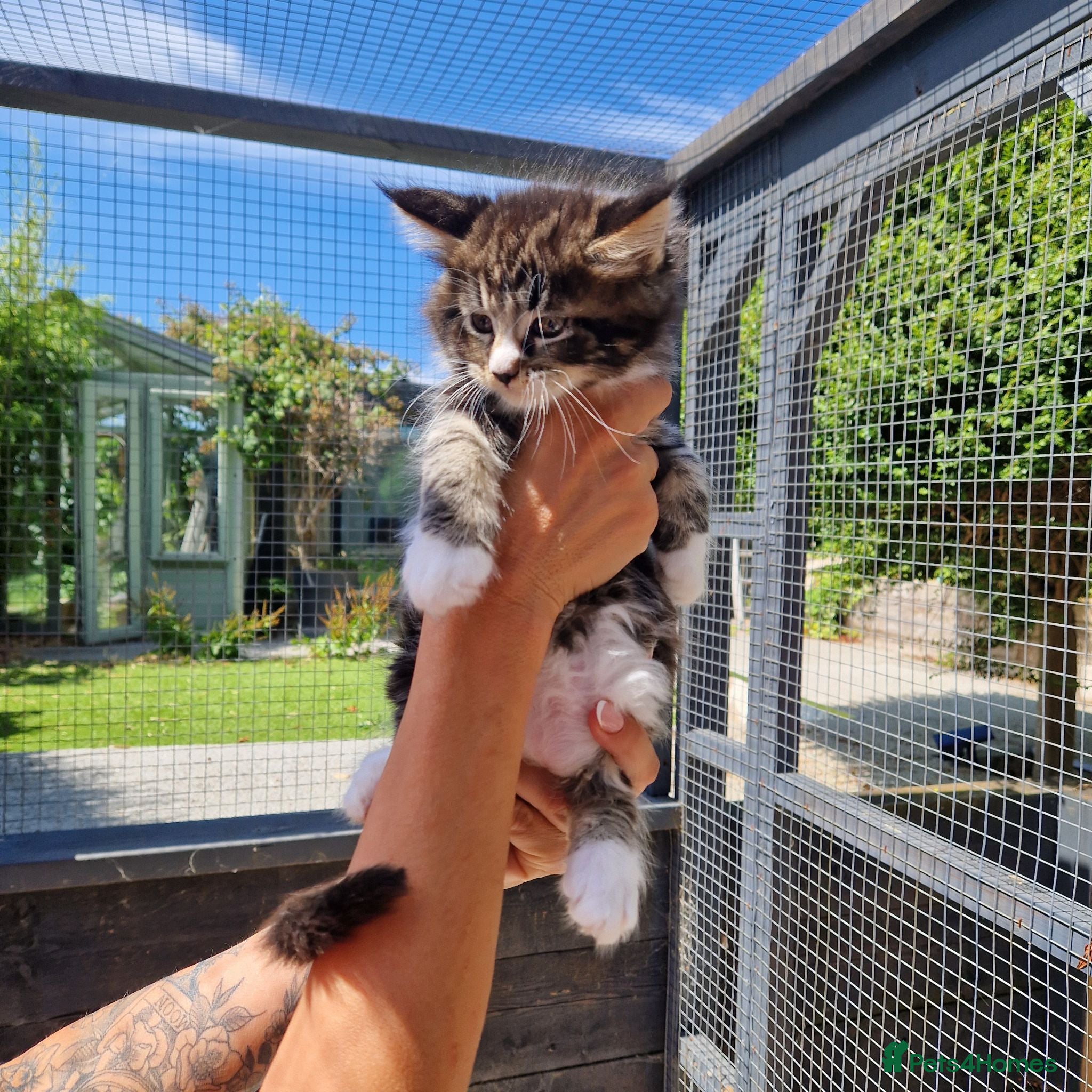 Maine Coon cats Pedigree XL mainecoon kittens  - Advert 2
