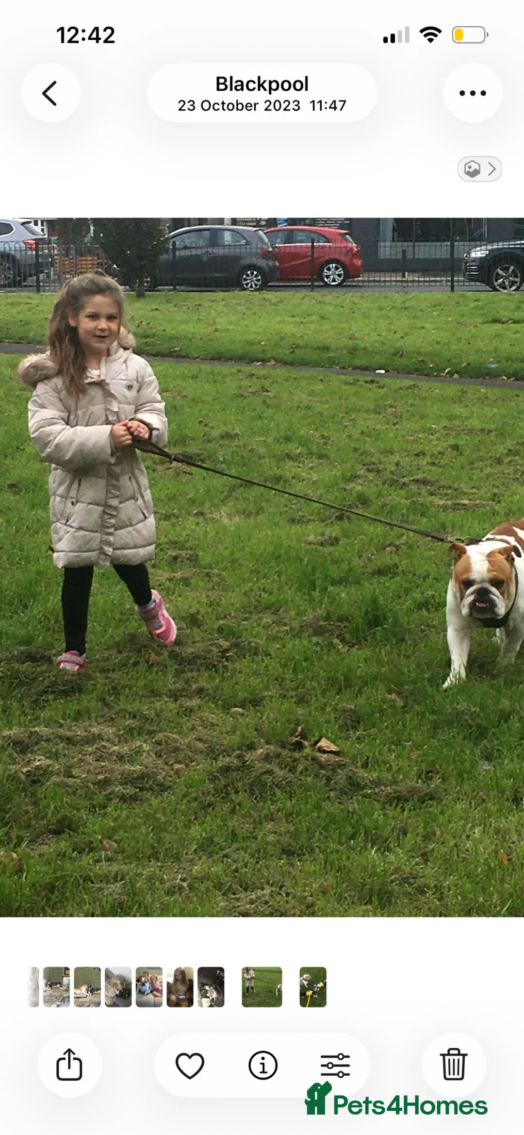English Bulldog dogs for sale: English bulldog - Advert 2