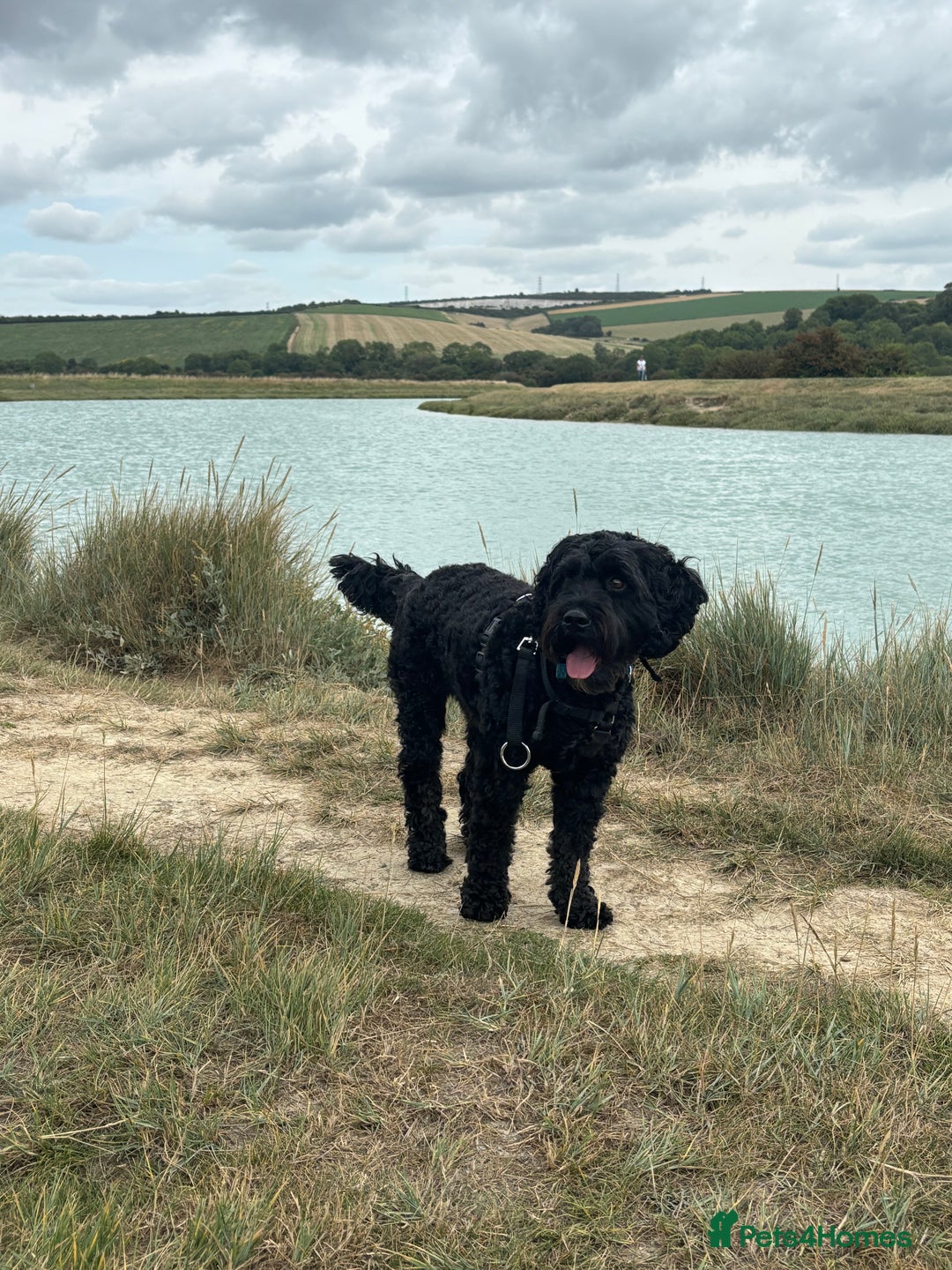 Cockapoo dogs for sale:    Leo - Advert 1