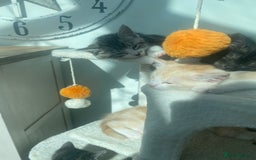 Ragdoll cats for sale: Ragdoll X Kittens for Loving Forever Homes - Image 32
