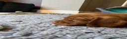 Mixed Breed dogs for sale: Beautiful Vizsla × Red Fox Lab × Working Cocker  - Advert 4