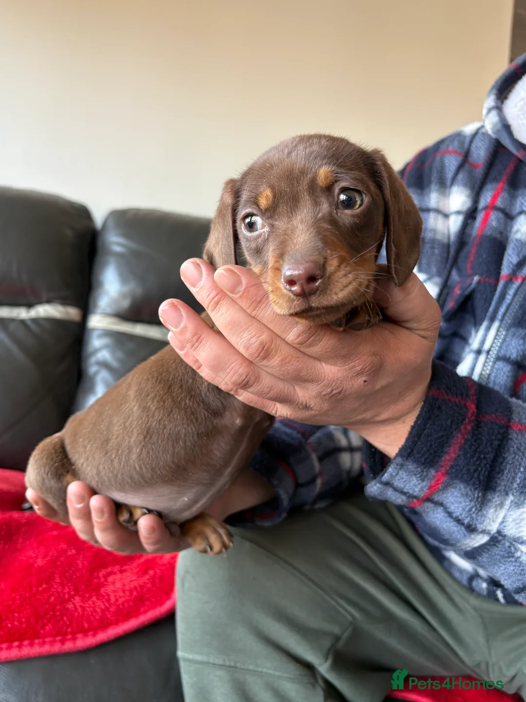 Dachshund dogs for sale: Dachshund puppy for sale  - Advert 3