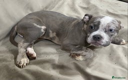 American Bully dogs for sale: Pocket bully puppies ready to go. - Image 6