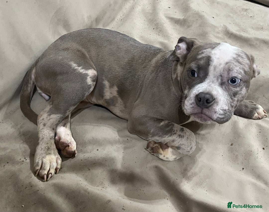 American Bully dogs for sale: Pocket bully puppies ready to go. - Image 6