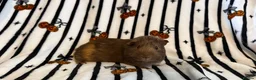 Guinea Pig rodents for sale: 2 bonded brother guinea pigs  in Worcester - Advert 4
