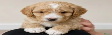 Cavapoo Puppy 1