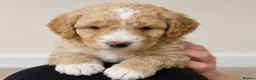 Cavapoo dogs for sale: Cavapoo x Australian labradoodle puppies  in Northampton - Advert 12