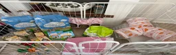 Mini Lop rabbits for sale: Mini lop rabbits  in Walsall - Advert 2