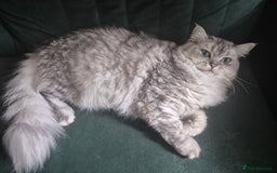 Mixed Breed cats for sale: Ragdoll/Chinchilla Cat for sale - indoor  - Image 2