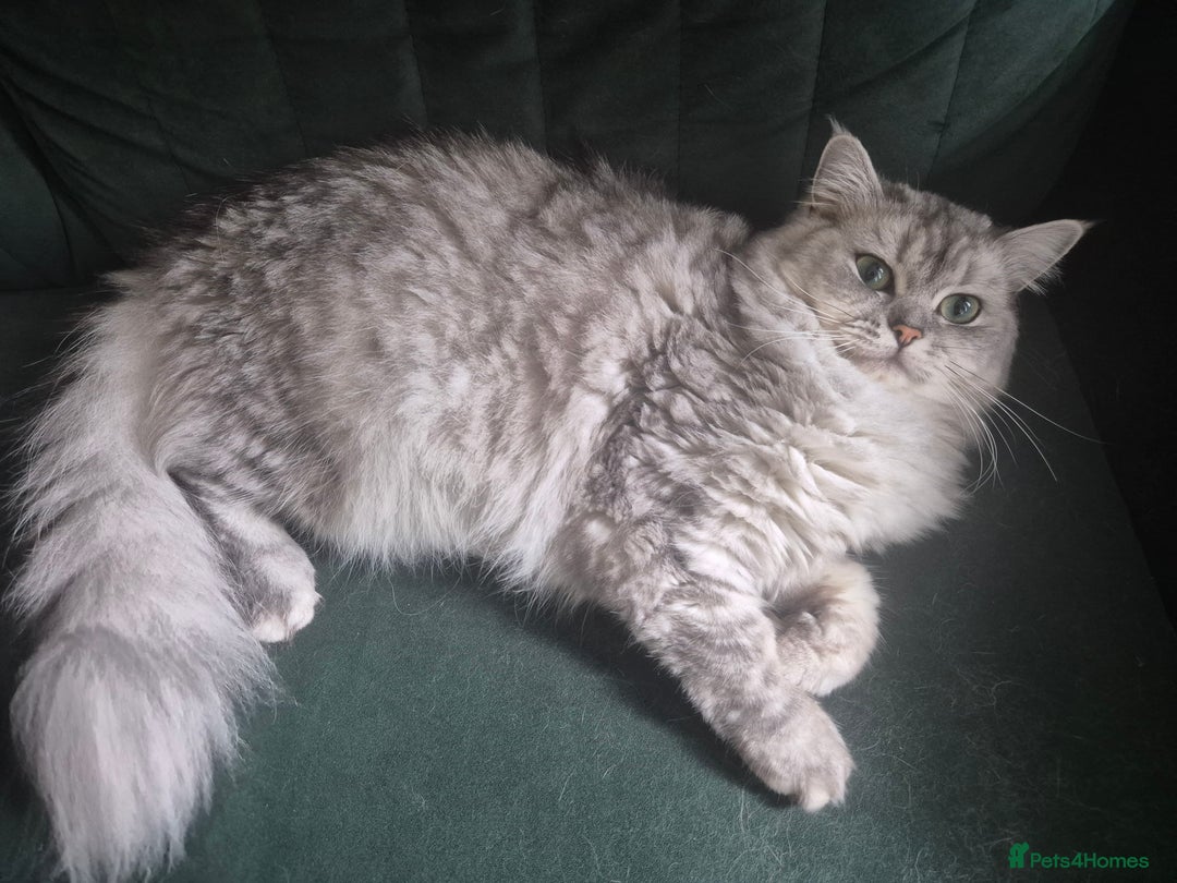 Mixed Breed cats for sale: Ragdoll/Chinchilla Cat for sale - indoor  - Image 2