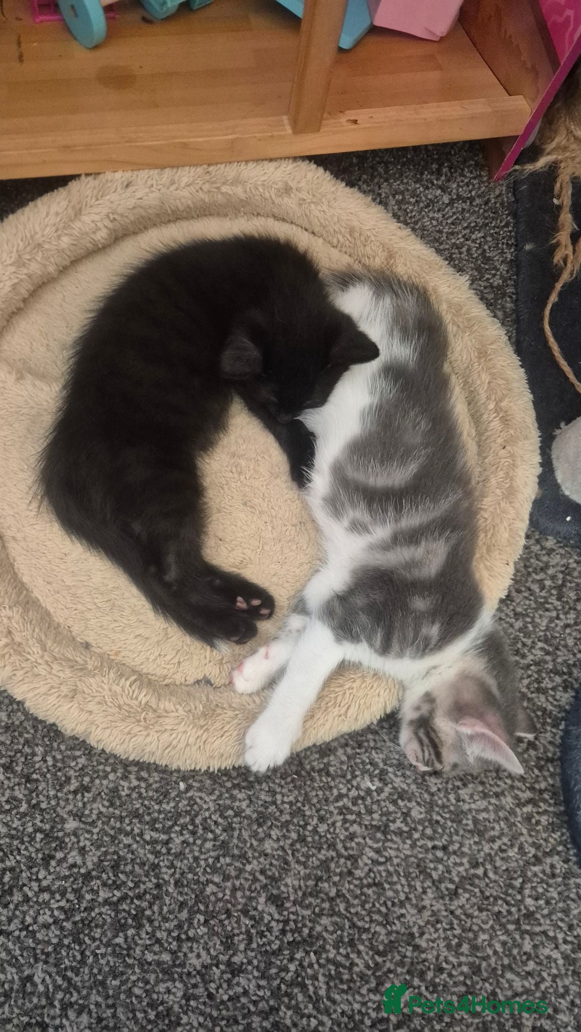 Mixed Breed cats Kittens - Advert 9