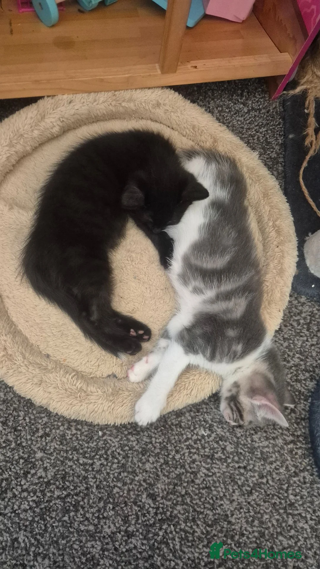 Mixed Breed cats for sale: Kittens - Advert 1