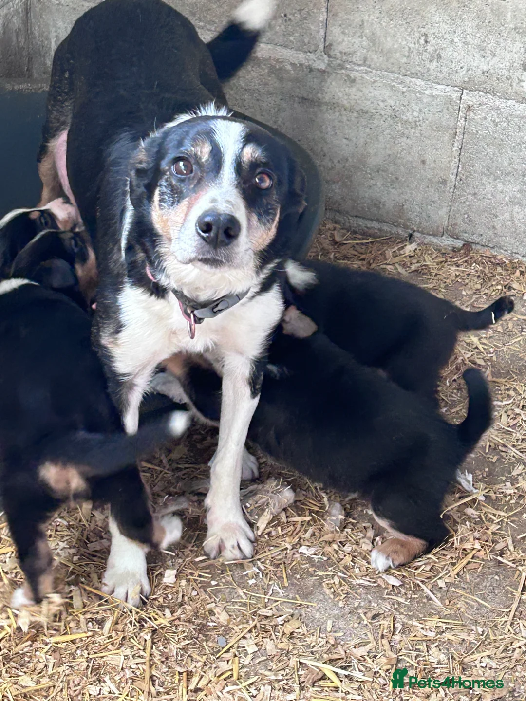Mixed Breed dogs for sale: Beautiful tri colour border collie pups in Builth Wells - Advert 11
