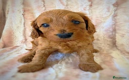 Cockapoo dogs for sale: Apricot & Fox Red F1B Cockapoo Puppies - Image 7
