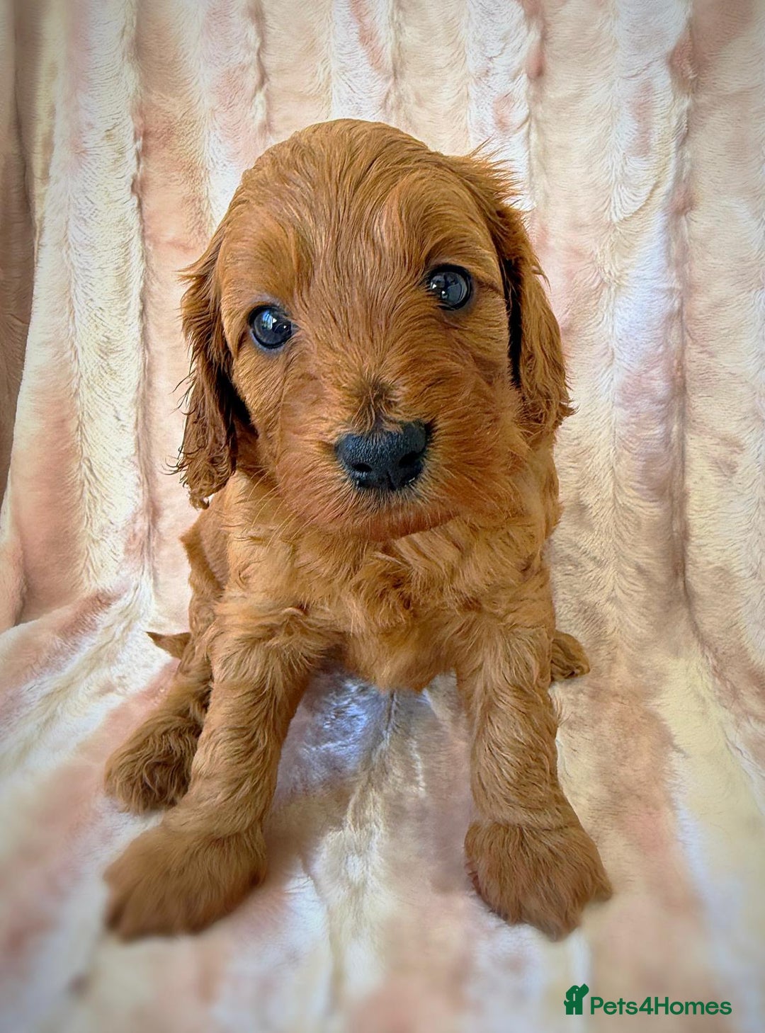 Cockapoo dogs for sale: Apricot & Fox Red F1B Cockapoo Puppies - Image 7