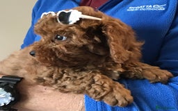 Cockapoo dogs for sale: 5* Miniature F1b Cockapoo Puppies - Advert 20