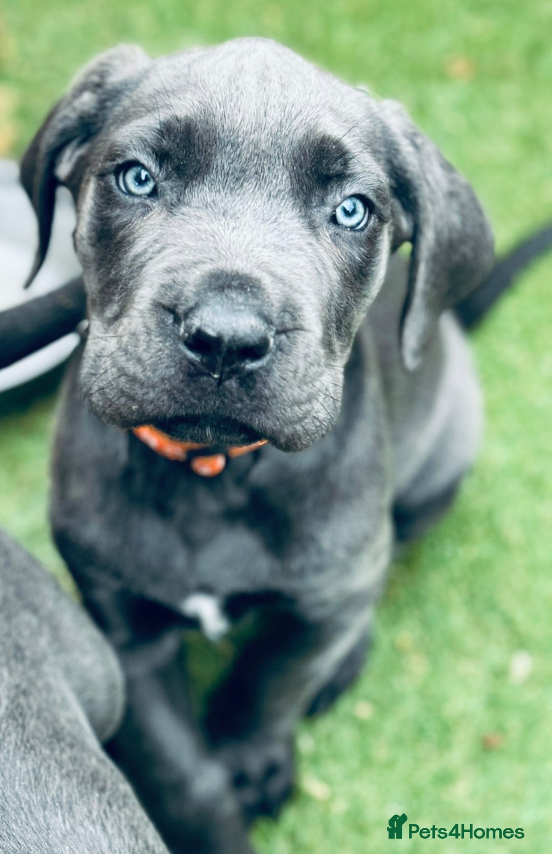 Cane Corso dogs for sale: READY NOW: QUALITY PEDIGREE CANE CORSO PUPPIES - Image 3