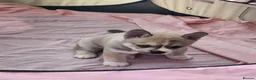 Pomsky dogs for sale: 2 boy Beautiful unusual marking frenchie pomsky  in Southend-on-Sea - Advert 10