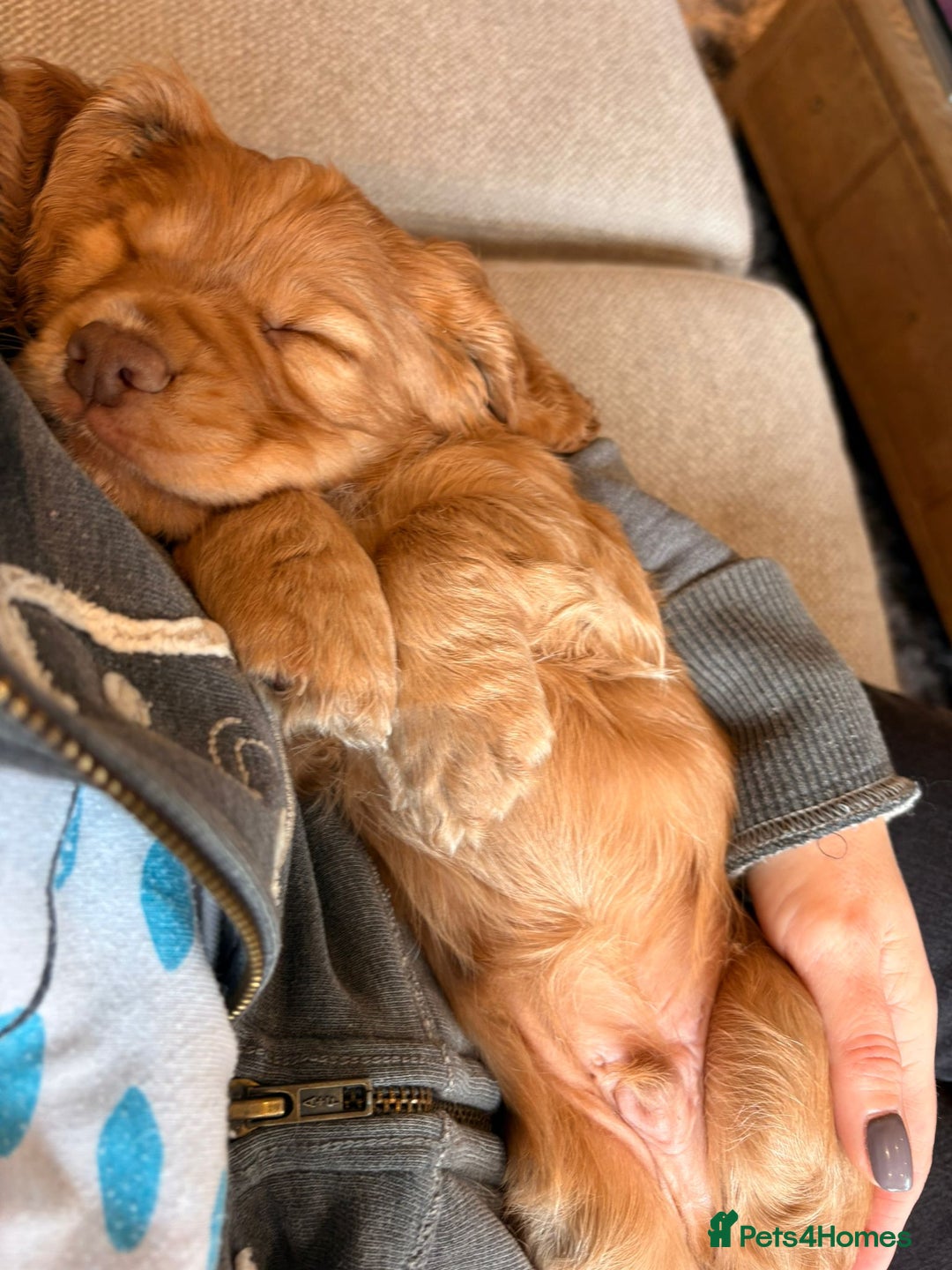 Cocker Spaniel dogs for sale: Working cocker spaniel, kc reg & many FTCH ,3boys - Advert 7