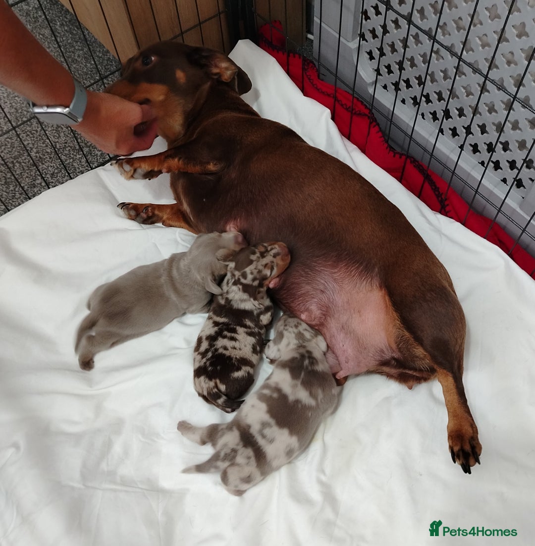 Miniature Dachshund dogs for sale: 3 beautiful minature dachshunds - Image 6