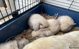 Mini Lop rabbits for sale: Pure bred mini lop rabbits - Image 5