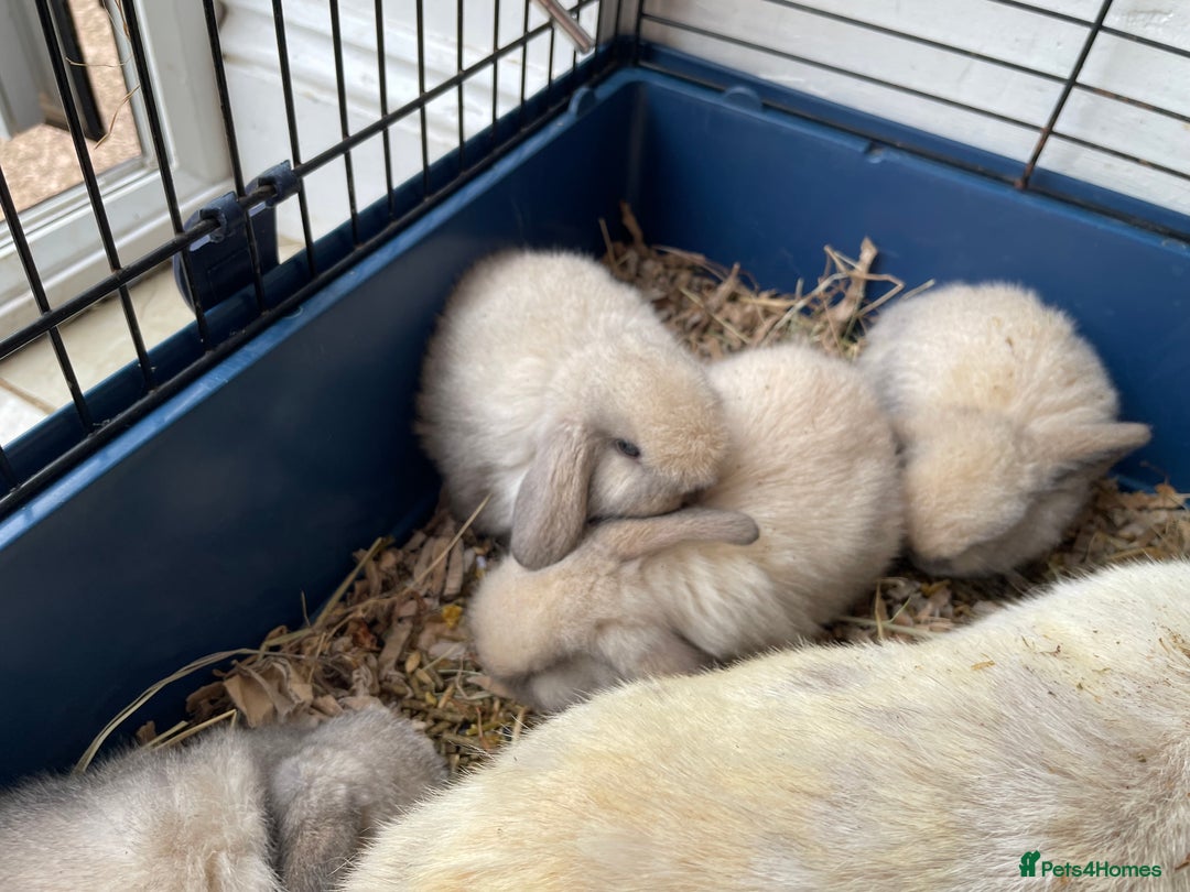 Mini Lop rabbits for sale: Pure bred mini lop rabbits - Image 5