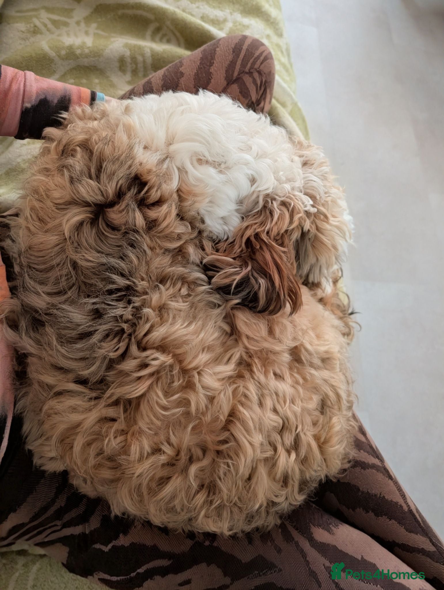 Tibetan Terrier dogs Looking for a Loving Forever Home 🐾 - Advert 2