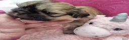 Shih Tzu dogs for sale: Kc reg Stunning small baby boys/girl - Advert 14