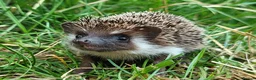 Pygmy Hedgehog rodents for sale: African Pygmy Hedgehog Hoglets  - Advert 3