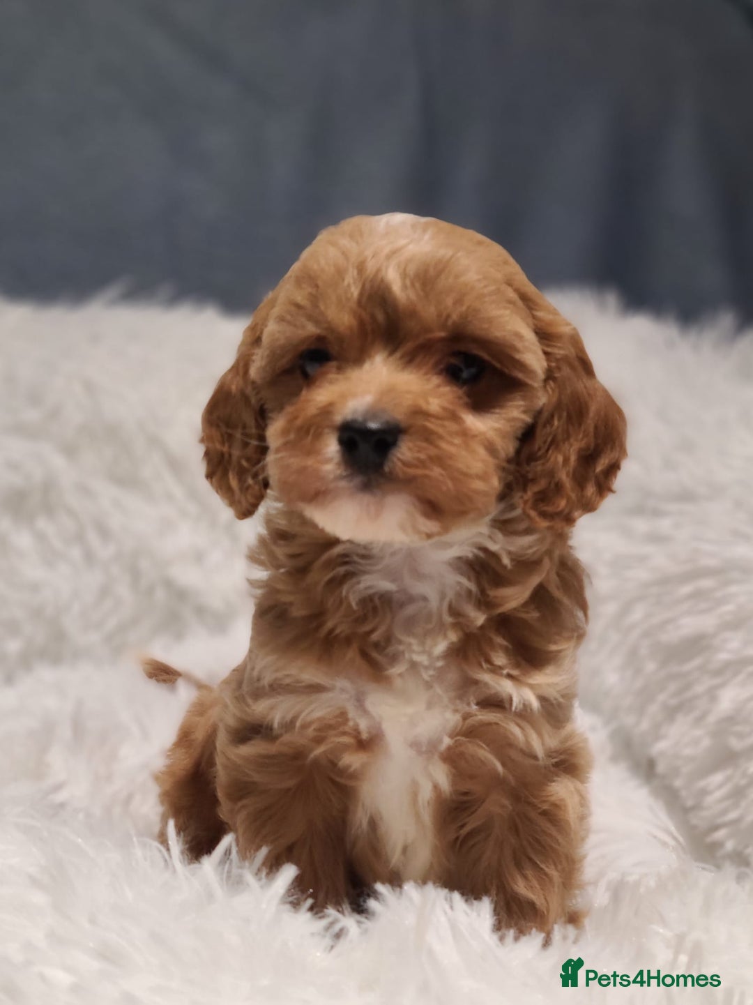 Cavapoo dogs for sale: Stunning Toy Cavapoo Puppies DNA Tested Parents - Advert 11