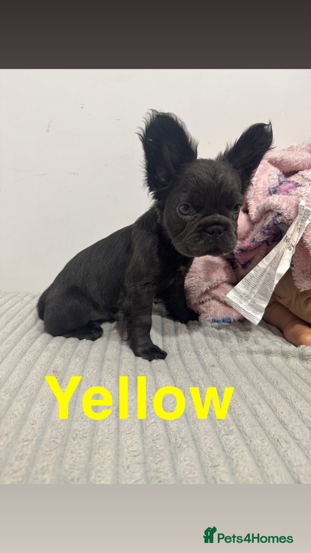 French Bulldog dogs for sale: French bulldog puppies  - Advert 5