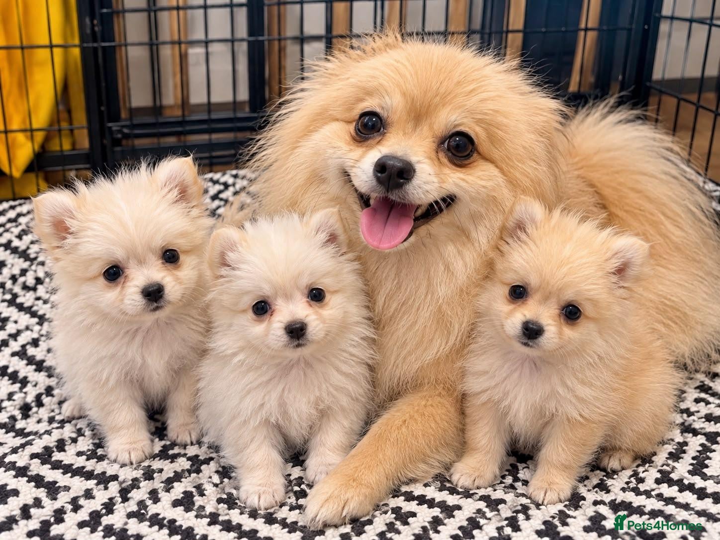 Pomeranian dogs Pomeranian puppies ready now  - Advert 13